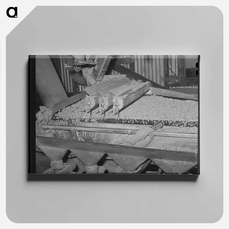 アートパネル-Peanut Grader, Peanut-Shelling Plant, Comanche, Texas
 - ラッセル リー Canvas.