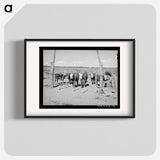 アートポスター-Beef Cattle Herd, Pie Town, New Mexico
 - ラッセル リー Poster.