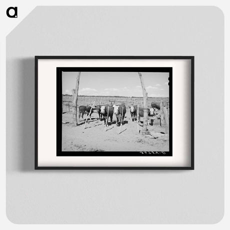 アートポスター-Beef Cattle Herd, Pie Town, New Mexico
 - ラッセル リー Poster.