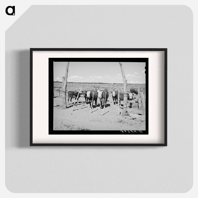 アートポスター-Beef Cattle Herd, Pie Town, New Mexico
 - ラッセル リー Poster.