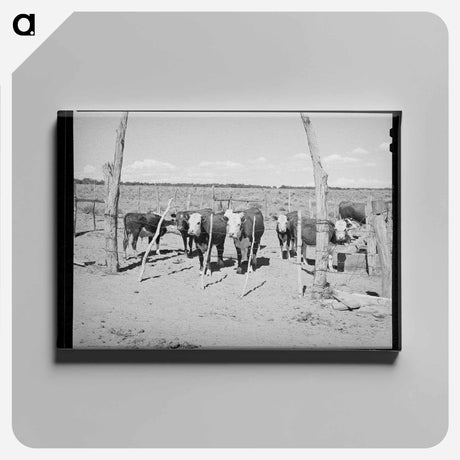 アートパネル-Beef Cattle Herd, Pie Town, New Mexico
 - ラッセル リー Canvas.