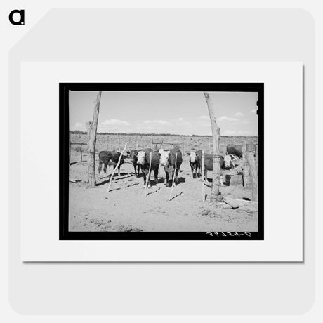 アートポスター-Beef Cattle Herd, Pie Town, New Mexico
 - ラッセル リー Poster.