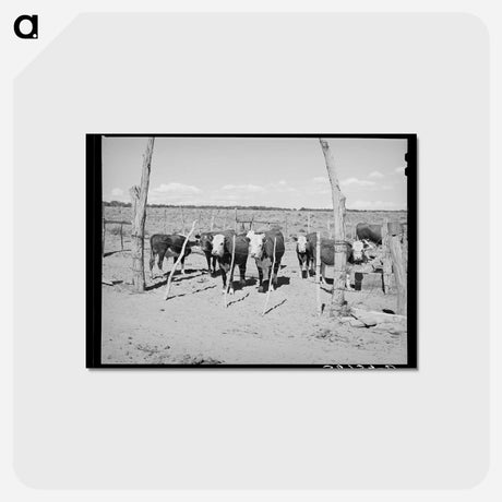 アートポストカード-Beef Cattle Herd, Pie Town, New Mexico
 - ラッセル リー Postcard.