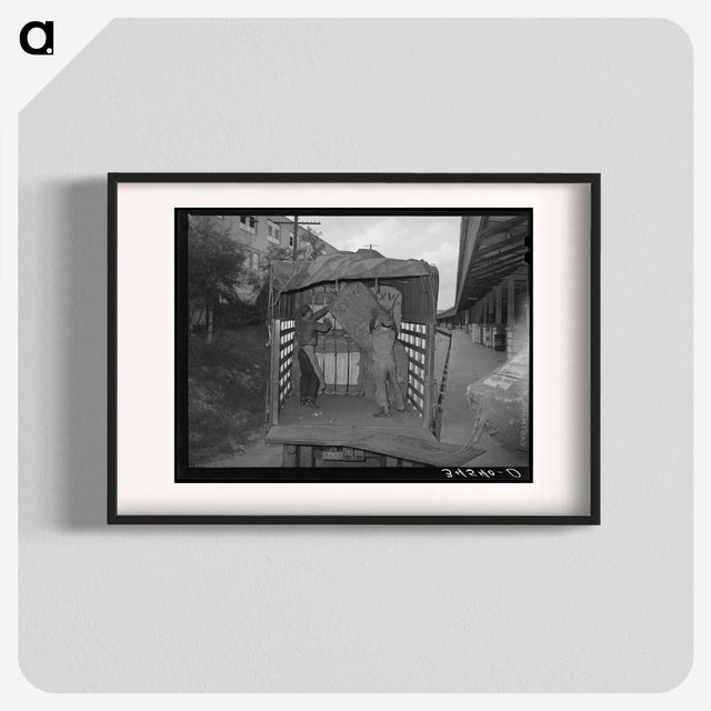 アートポスター-Unloading Truckload of Cotton, Compress, Houston, Texas
 - ラッセル リー Poster.