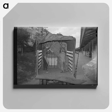 アートパネル-Unloading Truckload of Cotton, Compress, Houston, Texas
 - ラッセル リー Canvas.