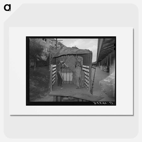 アートポスター-Unloading Truckload of Cotton, Compress, Houston, Texas
 - ラッセル リー Poster.