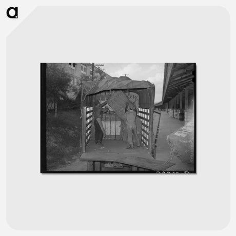 アートポストカード-Unloading Truckload of Cotton, Compress, Houston, Texas
 - ラッセル リー Postcard.