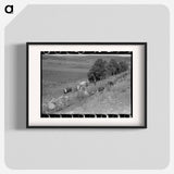 アートポスター-Cows Grazing Along Irrigation Ditch, Penasco, New Mexico
 - ラッセル リー Poster.