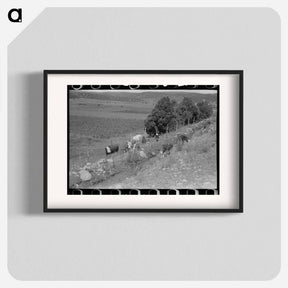 アートポスター-Cows Grazing Along Irrigation Ditch, Penasco, New Mexico
 - ラッセル リー Poster.