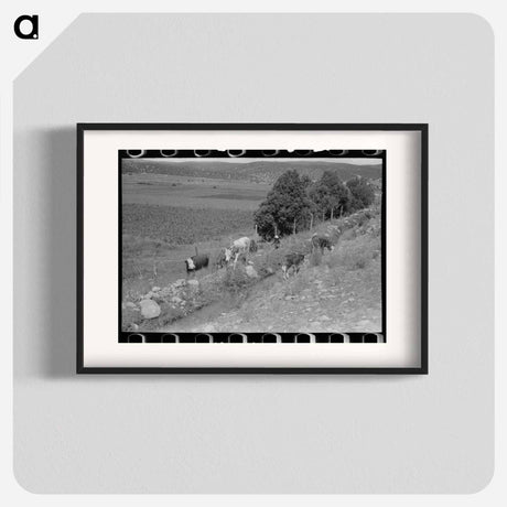 アートポスター-Cows Grazing Along Irrigation Ditch, Penasco, New Mexico
 - ラッセル リー Poster.