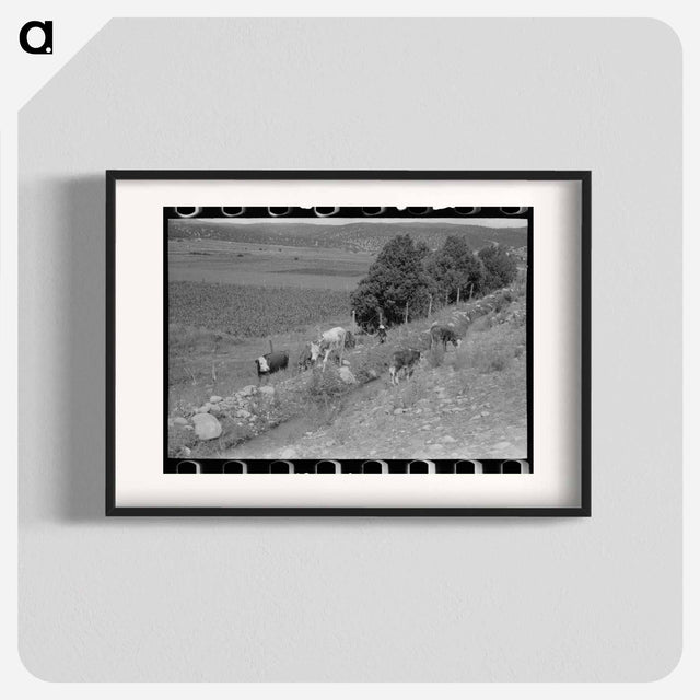 アートポスター-Cows Grazing Along Irrigation Ditch, Penasco, New Mexico
 - ラッセル リー Poster.