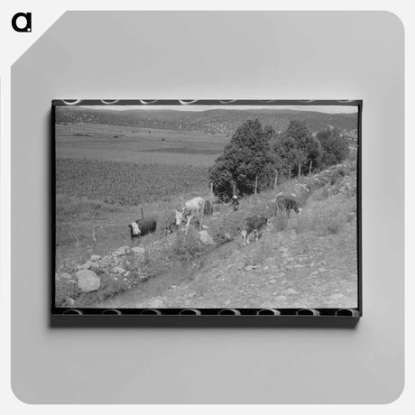 アートパネル-Cows Grazing Along Irrigation Ditch, Penasco, New Mexico
 - ラッセル リー Canvas.