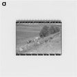 アートメモ帳-Cows Grazing Along Irrigation Ditch, Penasco, New Mexico
 - ラッセル リー Memo.