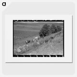アートポスター-Cows Grazing Along Irrigation Ditch, Penasco, New Mexico
 - ラッセル リー Poster.