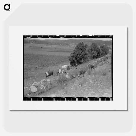 アートポスター-Cows Grazing Along Irrigation Ditch, Penasco, New Mexico
 - ラッセル リー Poster.