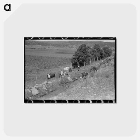 アートポストカード-Cows Grazing Along Irrigation Ditch, Penasco, New Mexico
 - ラッセル リー Postcard.