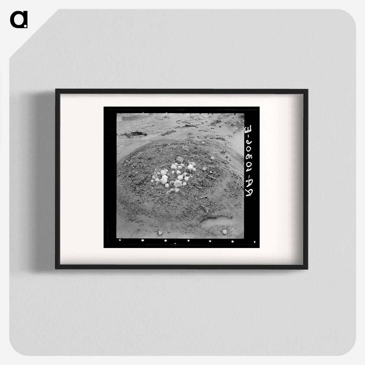 アートポスター-Uprooted Turnips, Point Township, Posey County, Indiana
 - ラッセル リー Poster.