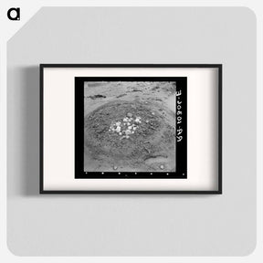 アートポスター-Uprooted Turnips, Point Township, Posey County, Indiana
 - ラッセル リー Poster.
