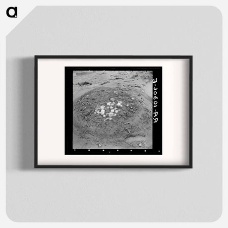 アートポスター-Uprooted Turnips, Point Township, Posey County, Indiana
 - ラッセル リー Poster.