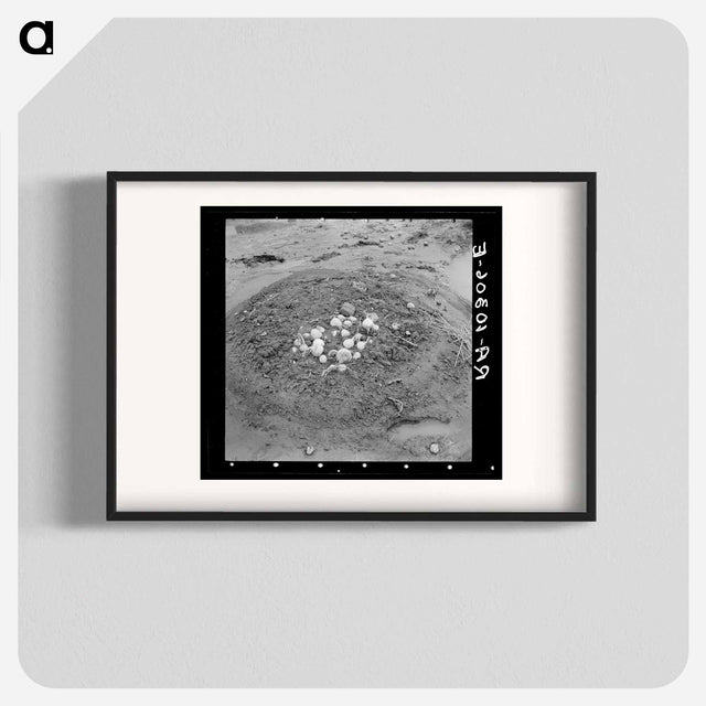 アートポスター-Uprooted Turnips, Point Township, Posey County, Indiana
 - ラッセル リー Poster.