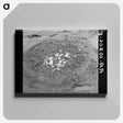 アートパネル-Uprooted Turnips, Point Township, Posey County, Indiana
 - ラッセル リー Canvas.