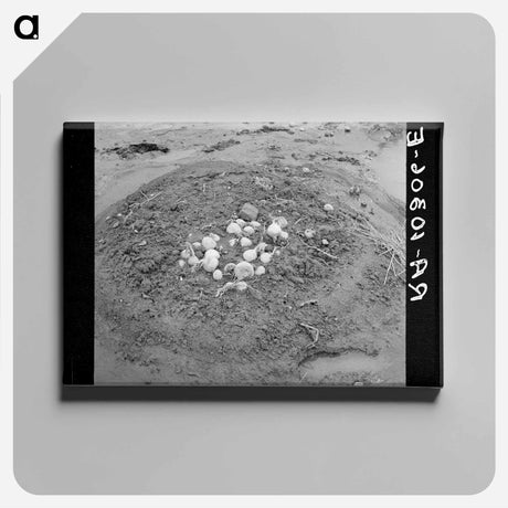 アートパネル-Uprooted Turnips, Point Township, Posey County, Indiana
 - ラッセル リー Canvas.