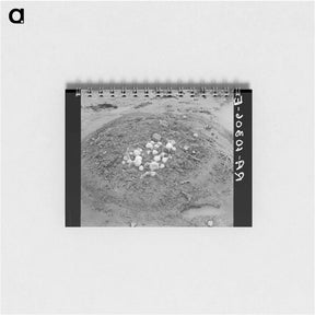 アートメモ帳-Uprooted Turnips, Point Township, Posey County, Indiana
 - ラッセル リー Memo.