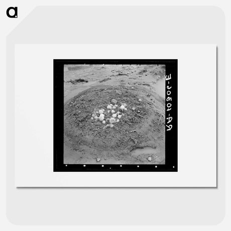 アートポスター-Uprooted Turnips, Point Township, Posey County, Indiana
 - ラッセル リー Poster.