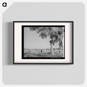 アートポスター-Dairy Herd, Maricopa County, Arizona
 - ラッセル リー Poster.