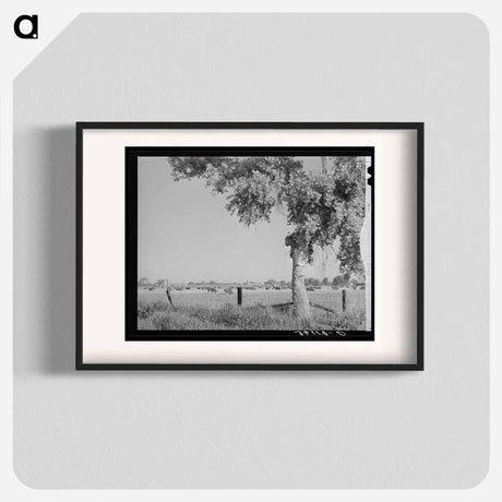 アートポスター-Dairy Herd, Maricopa County, Arizona
 - ラッセル リー Poster.