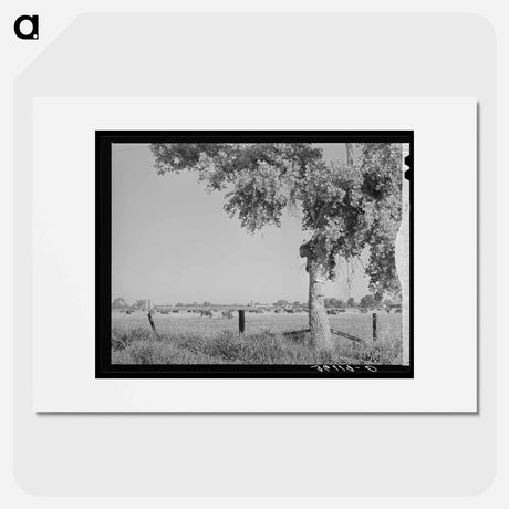 アートポスター-Dairy Herd, Maricopa County, Arizona
 - ラッセル リー Poster.