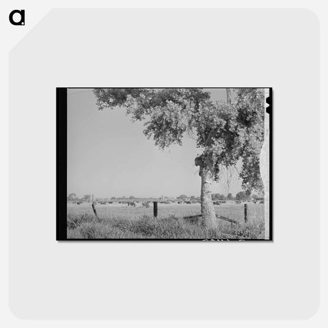 アートポストカード-Dairy Herd, Maricopa County, Arizona
 - ラッセル リー Postcard.