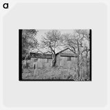 アートポストカード-Tenant House, Placer County
 - ラッセル リー Postcard.
