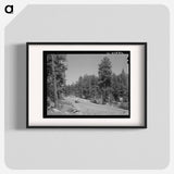 アートポスター-Apache National Forest, Navajo County, Arizona
 - ラッセル リー Poster.
