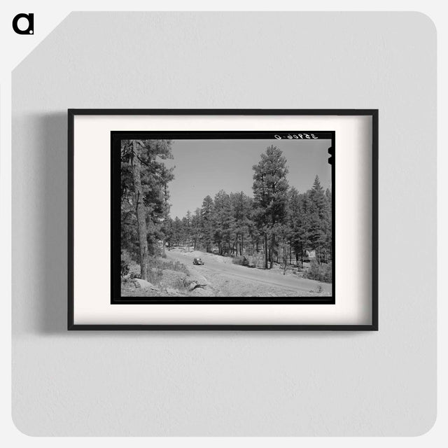 アートポスター-Apache National Forest, Navajo County, Arizona
 - ラッセル リー Poster.