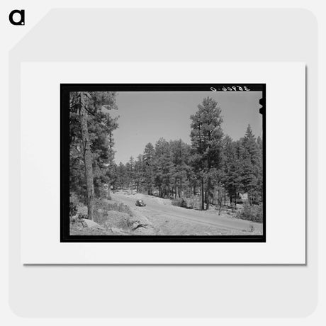 アートポスター-Apache National Forest, Navajo County, Arizona
 - ラッセル リー Poster.