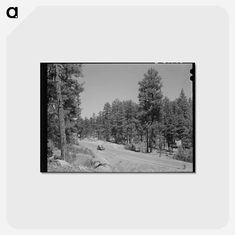 アートポストカード-Apache National Forest, Navajo County, Arizona
 - ラッセル リー Postcard.