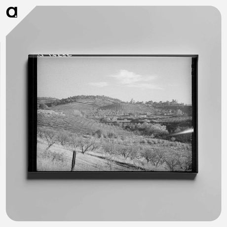 アートパネル-Orchards in the Hills Near Auburn, California
 - ラッセル リー Canvas.