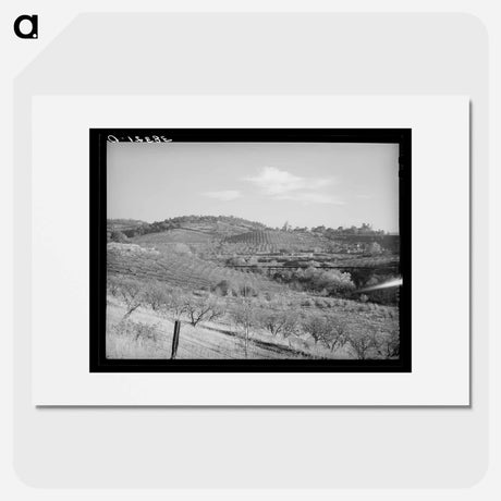 アートポスター-Orchards in the Hills Near Auburn, California
 - ラッセル リー Poster.