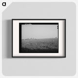 アートポスター-Cotton Field, Mineral King Cooperative Farm
 - ラッセル リー Poster.