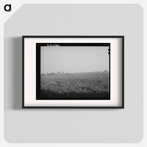 アートポスター-Cotton Field, Mineral King Cooperative Farm
 - ラッセル リー Poster.