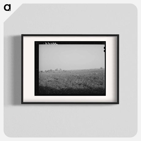 アートポスター-Cotton Field, Mineral King Cooperative Farm
 - ラッセル リー Poster.