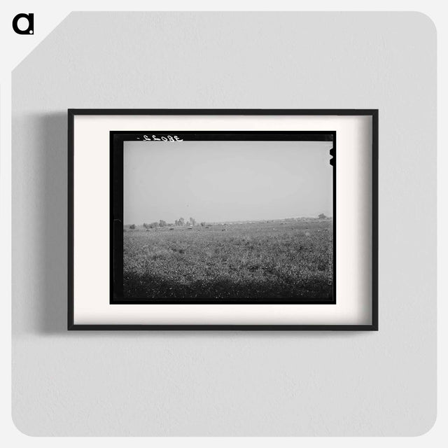 アートポスター-Cotton Field, Mineral King Cooperative Farm
 - ラッセル リー Poster.