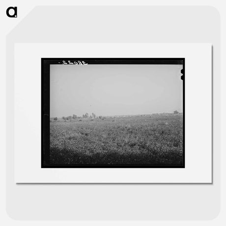 アートポスター-Cotton Field, Mineral King Cooperative Farm
 - ラッセル リー Poster.