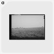 アートポストカード-Cotton Field, Mineral King Cooperative Farm
 - ラッセル リー Postcard.