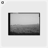アートポストカード-Cotton Field, Mineral King Cooperative Farm
 - ラッセル リー Postcard.