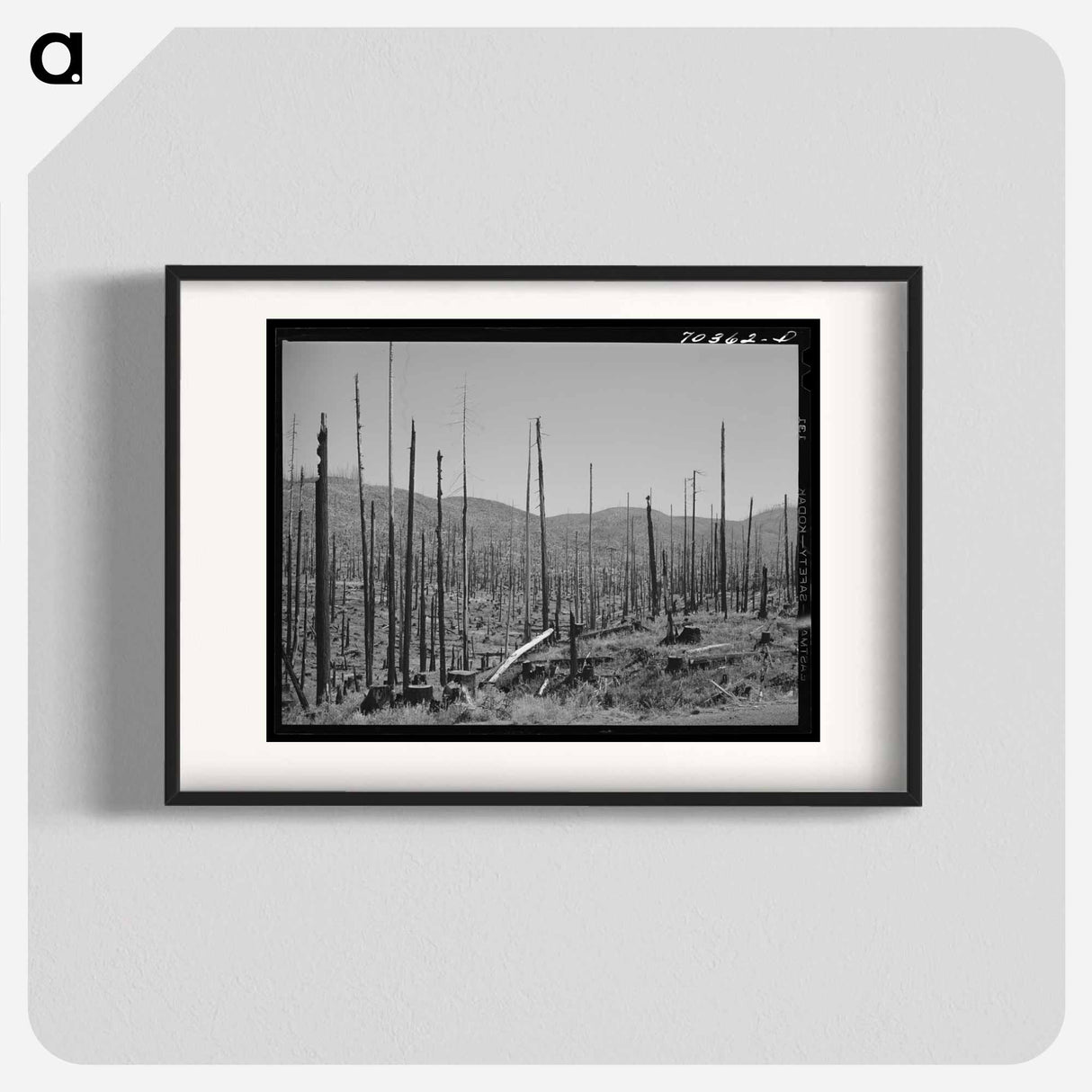 アートポスター-Cut-Over Forest Land, Clatsop County, Oregon
 - ラッセル リー Poster.