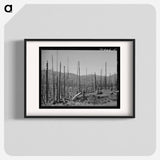 アートポスター-Cut-Over Forest Land, Clatsop County, Oregon
 - ラッセル リー Poster.