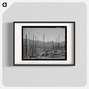 アートポスター-Cut-Over Forest Land, Clatsop County, Oregon
 - ラッセル リー Poster.