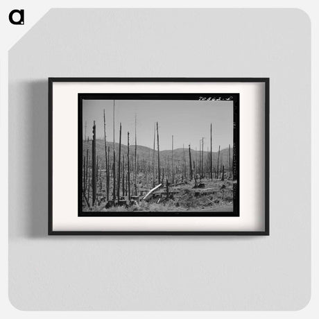 アートポスター-Cut-Over Forest Land, Clatsop County, Oregon
 - ラッセル リー Poster.